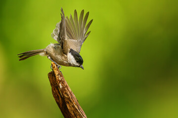 marsh tit (Poecile palustris) spreads its wings