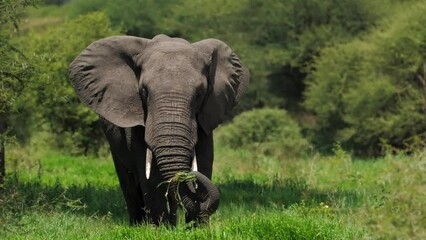African savanna elephant standing at the waterside. scientific expedition in Tanzania, professional cinema equipment, Leica optics, downscale 6K.