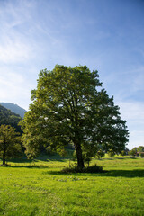 Fototapeta na wymiar Einzelner Eichenbaum auf saftiger Wiese