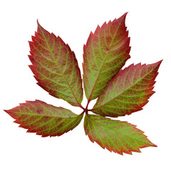 Autumn leaves of maiden grapes isolated on a white background.