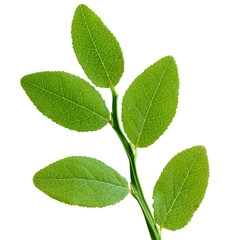 Blueberry leaf isolated on a white background.
