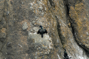 Cormorant on a Rock Face