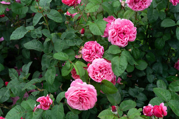 Pink Roses in Bloom on a Rose Bush Garden