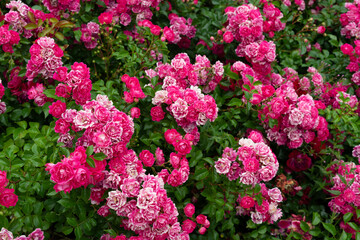 Pink Rose Bushes in Full Bloom