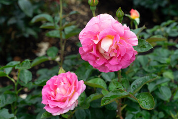 Pink Rose Blooms with Yellow Centers