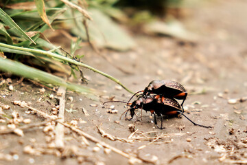 A beetle carries another beetle. Close-up
