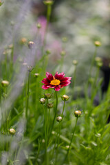 Coreopsis in the Garden
