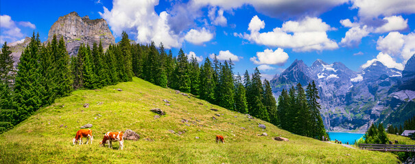 Swiss Alpine scenery - cows and green pastures surrounded by snowy peaks and turquose lake...