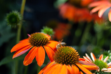 European Honeybee Foraging on Echinacea