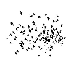 Flying birds silhouette flock. Vector illustration