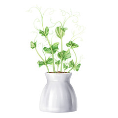 Young green sprouting bean sprouts from pea seeds. A plant in stylish ceramic pot. Organic micro-greens for healthy food, natural dishes, green salads. Garden inside the house. Isolated illustration
