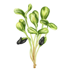 Young green germinating sunflower sprouts from sunflower seeds. A bundle, a bunch of edible plants. Organic micro-greens for healthy food, natural dishes, diets. Isolated illustration