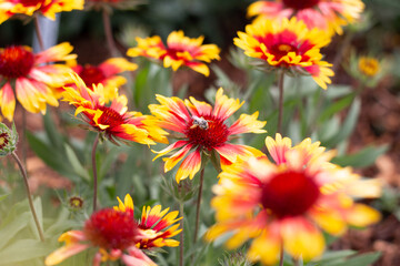 Fototapeta premium Native Bee on Blanket Flower