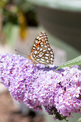 Butterfly on Butterfly Bush