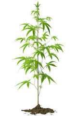 Fototapeta premium Tall and thin marijuana or cannabis plant, in black earth. Cut out in studio on white background