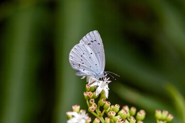 Holly blue butterfly, Celastrina argiolus