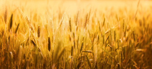 Golden rye is spitting in the field on a sunny summer warm day. Agriculture and harvest. Ears of rye.
