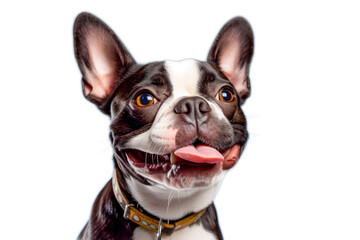Happy french bulldog isolated on transparent background. PNG - obrazy, fototapety, plakaty