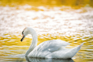 swan on the water