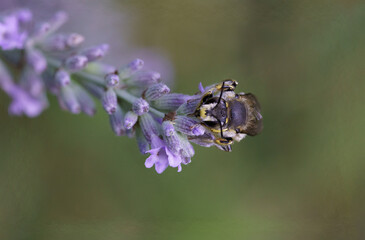 bee on a flower