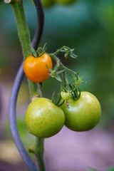 Growing green and red tomatoes on a home organic farm in the countryside close-up.