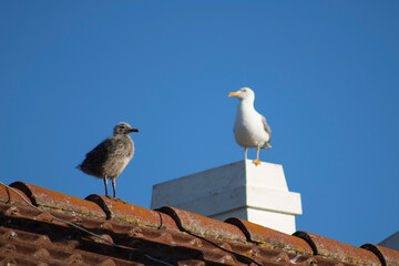 Seagull