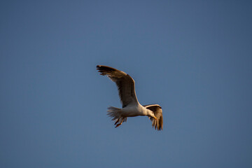 Obraz premium Seagull