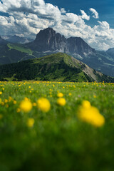 Beautiful mountain landscape in the Dolomites, Italy. Beautifully blurred flowers in the foreground with mountain peaks in the background
