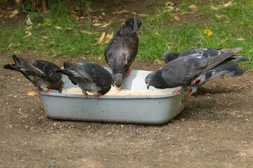 Fototapeta premium Four Grey Common Pigeons are Enjoying Their Meal from a Plastic Basin in the Morning