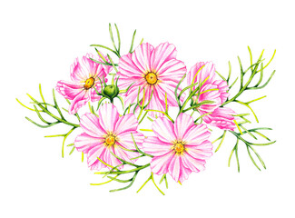 Cosmos flowers bouquet isolated on a white background