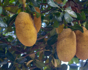 Jackfruit scientific name Artocarpus heterophyllus, Jackfruit hanging on jackfruit tree.