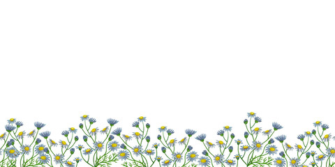 Camomile daisy seamless horizontal border, invitation, greeting card with field flowers and field flowers. Hand drawn illustration isolated on white.