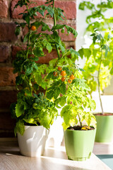 Vegetable urban home garden in the apartment, on the terrace or balcony. Ripe orange tomatoes growing in flower pots. Kitchen summer gardening. Sustainable lifestyle, eco habits, hobby and leisure