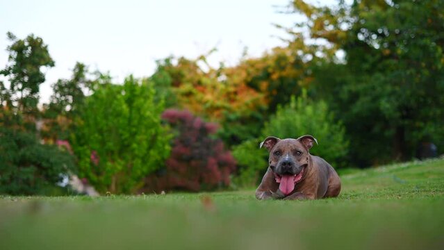 A smart dog follows commands and shows various tricks. A trained dog