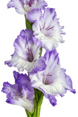 part of a gladiolus flower on a white background