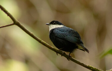 corapipo altera
