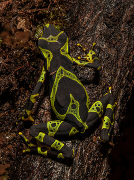 atelopus spurrelli