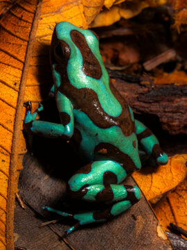 dendrobates auratus
