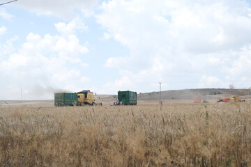 wheat harvest in field in agriculture field