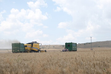 wheat harvest in field in agriculture field