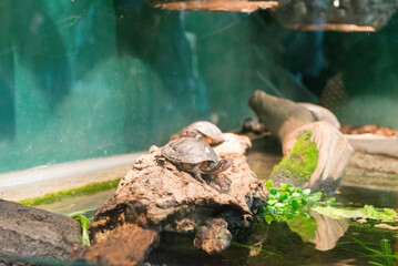 Little turtle at the zoo