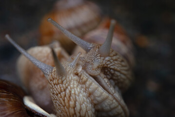 Mating snails in the forest. Close-up. Two large snails together.