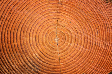 Naklejka premium Perfect circular wood grains of a beech tree