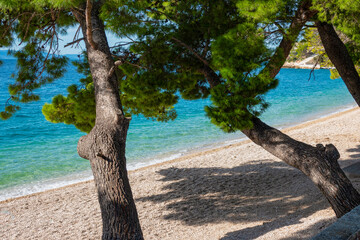An empty pebble beach with a pleasant shade under the green crowns of pine trees