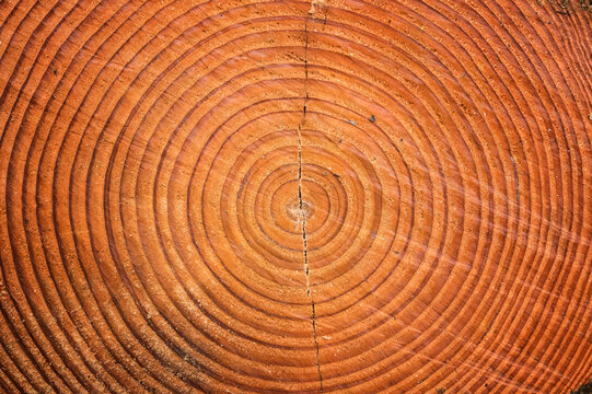 Perfect circular wood grains of a beech tree