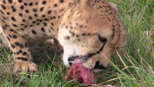 Cheetah eats raw meat on the grass