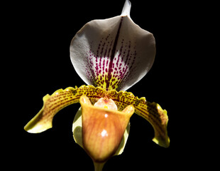 PHALEONOPSIS, ORQUIDEA DEL ZAPATO