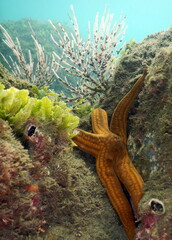 Costa Rica Sea Life