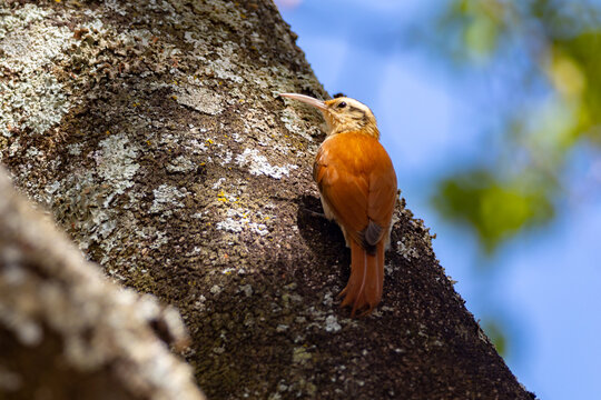 The Cerrado Woodcreeper (Lepidocolaptes angustirostris) is a species of bird in the Dendrocolaptidae family. It also receives the popular names of white-browed woodcreeper, cerrado woodcreeper.