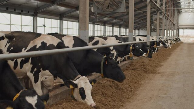 No people shot of healthy milk cows standing in cowshed eating dry fodder on autumn day